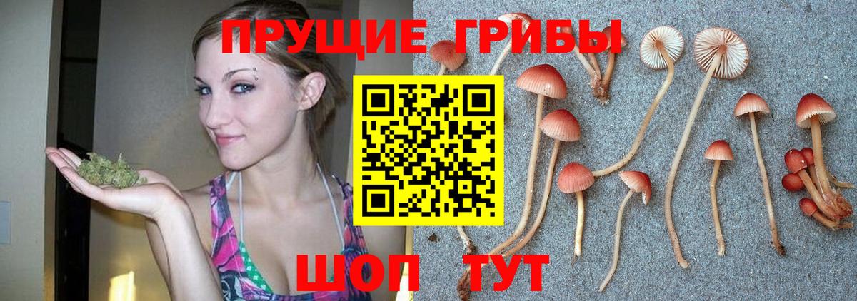 Галлюциногенные грибы GOLDEN TEACHER Свободный
