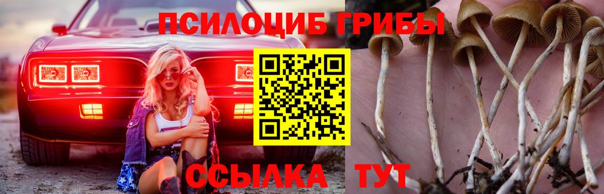 Свободный  Галлюциногенные грибы GOLDEN TEACHER  Вход с VPN 